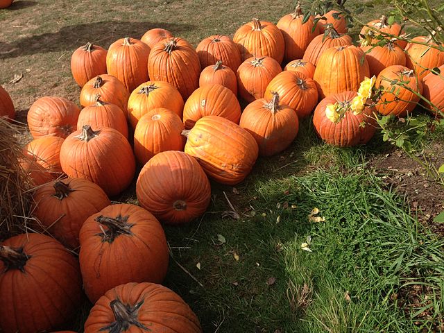 Plumper_Pumpkin_Patch